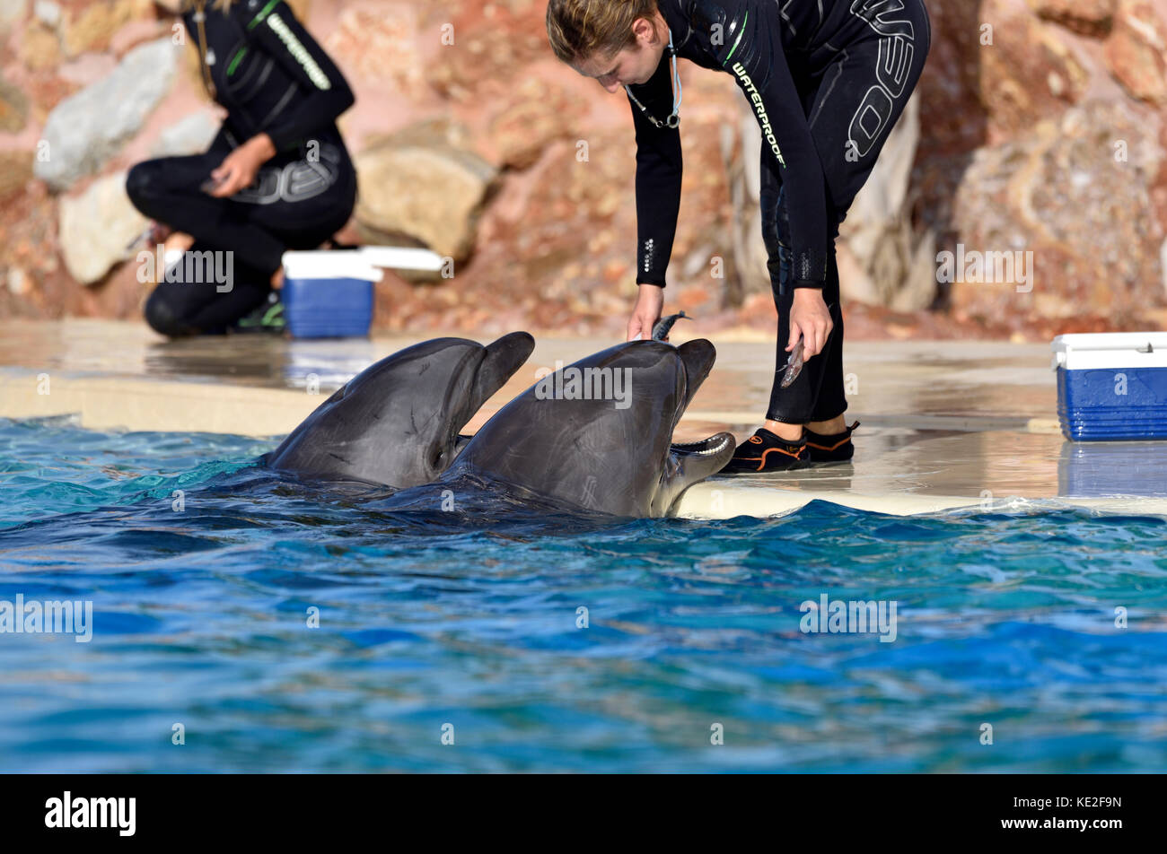 Feeding Bottle-Nosed dolphins in Attica Zoological Park, Greece Stock Photo