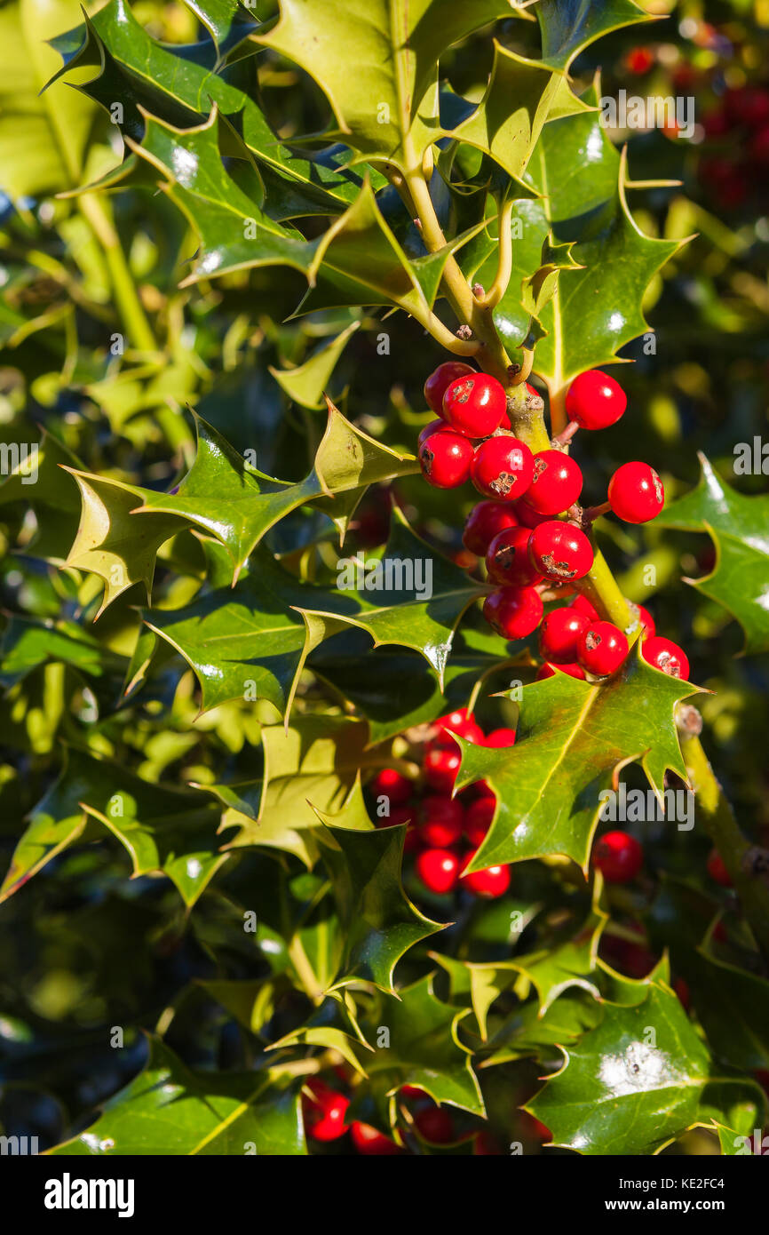 Red berries and green leaves of a holly bush Stock Photo - Alamy