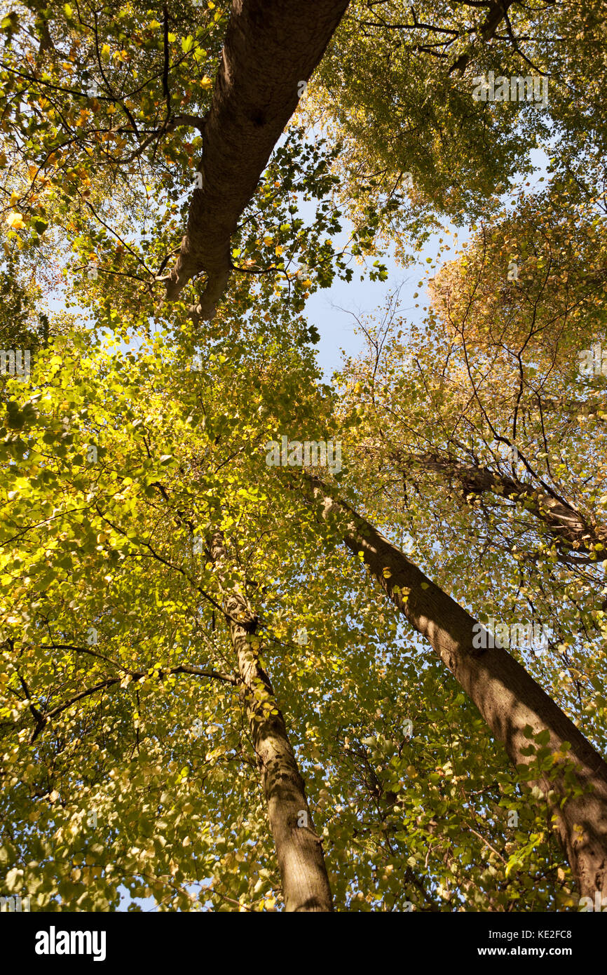 Canopy of autumn leaves hi-res stock photography and images - Alamy