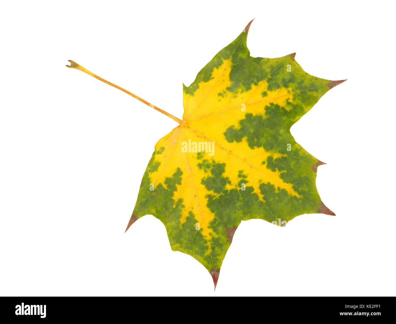 Autumn maple leaf isolated on white background Stock Photo - Alamy