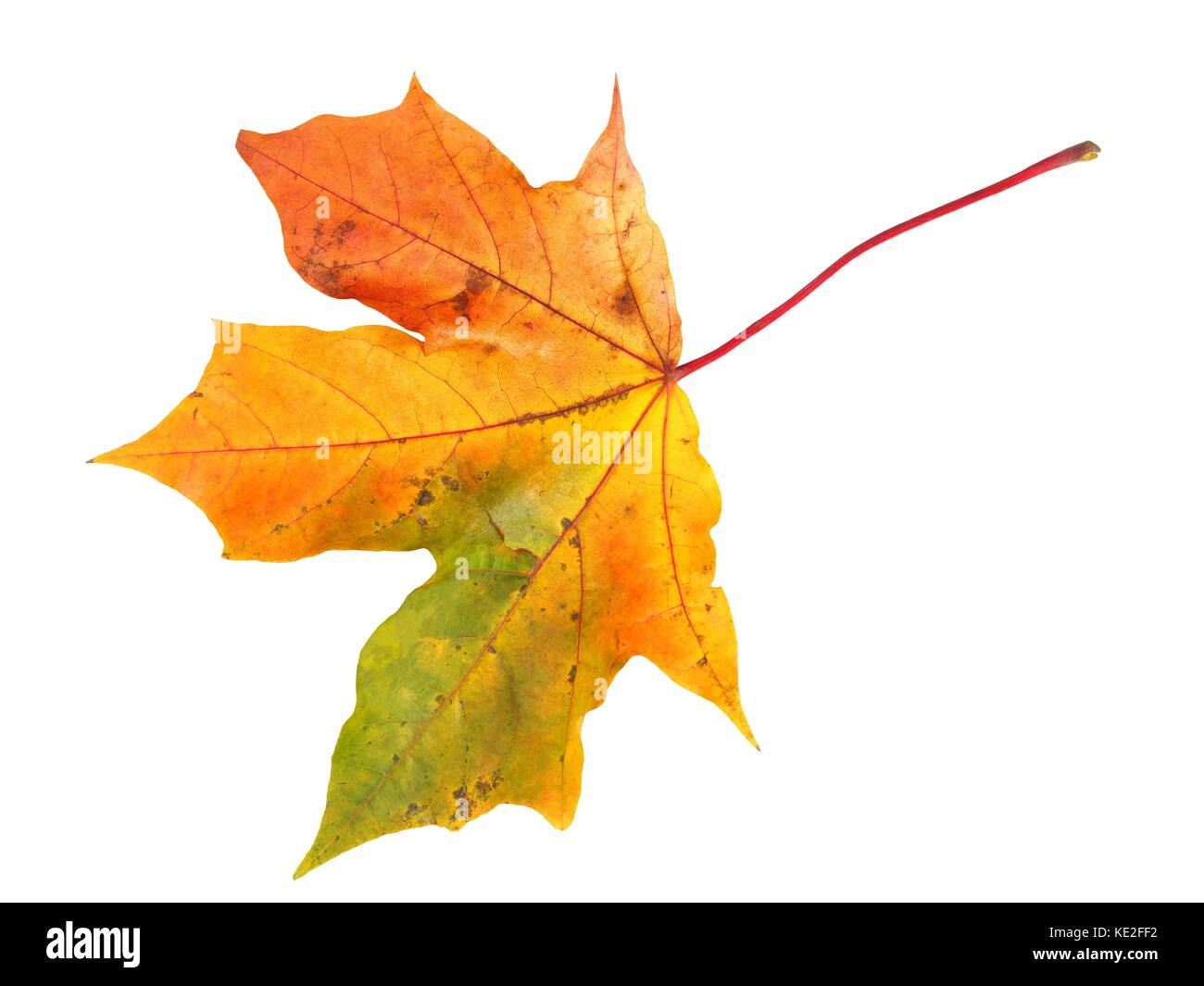 Maple leaf in autumn isolated on white background Stock Photo - Alamy