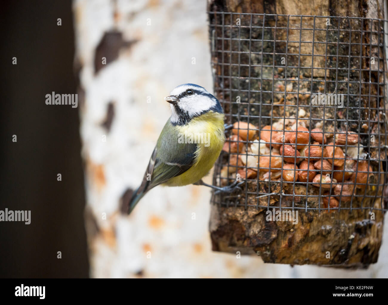 Blue Tit On Rustic Log Bird Feeder Stock Photo 163554773 Alamy