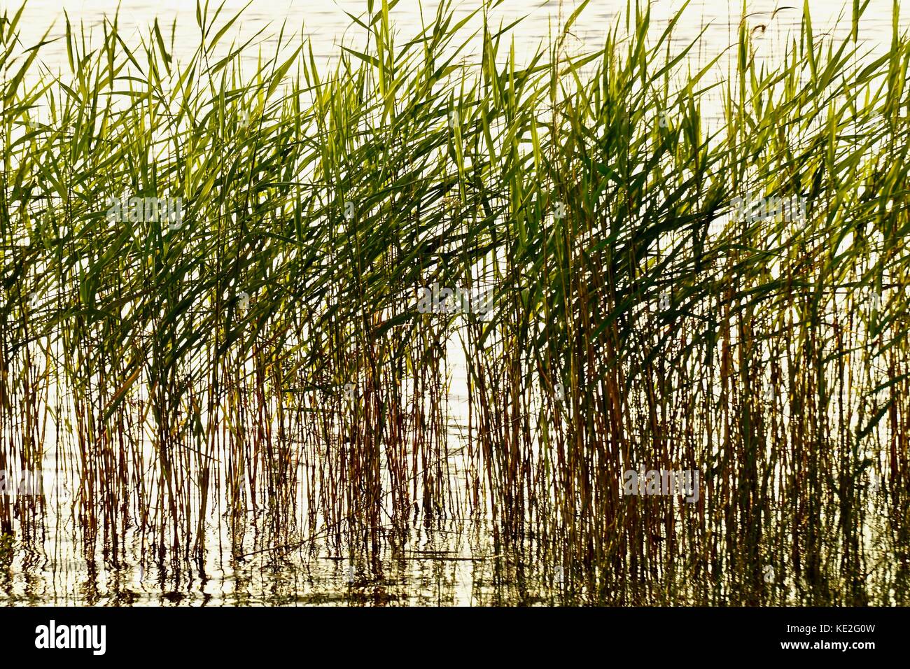 Tall reeds and rushes reflected in rippling water Stock Photo Alamy