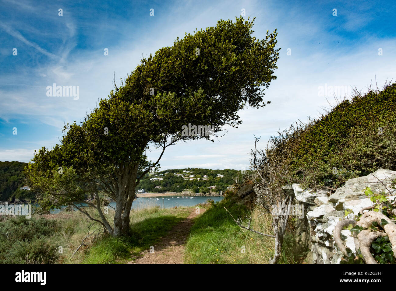 Wind blown tree hi-res stock photography and images - Alamy