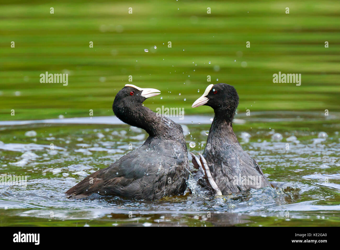 Close up of two Eurasian coots Fulica atra waterfowl showing aggression and fighting Stock Photo