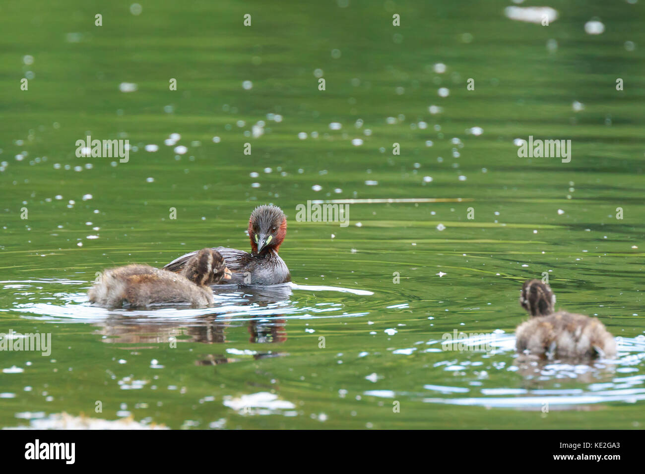 Low point of view close-up of a little grebe (Tachybaptus ruficollis) waterfowl feeding chicks during Springtime. Stock Photo