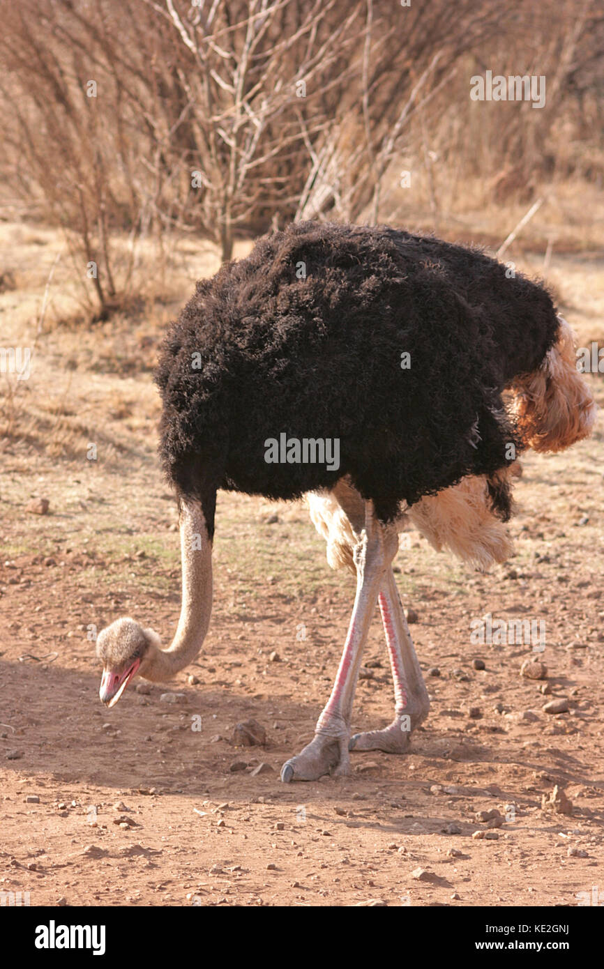 Wild Ostrich pecking through the dirt in Gauteng Province, South Africa Stock Photo