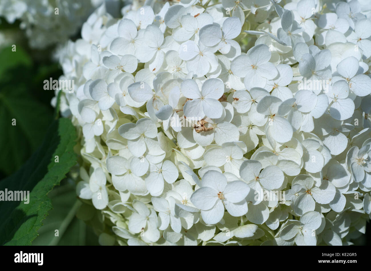 white hydrangea flowers at summer. background, nature Stock Photo - Alamy
