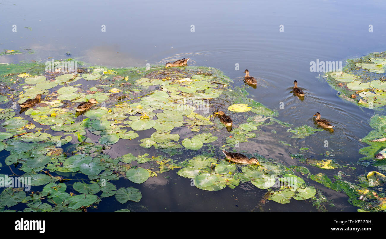 ducks in the turbid pond at summer. wildlife, nature Stock Photo Alamy