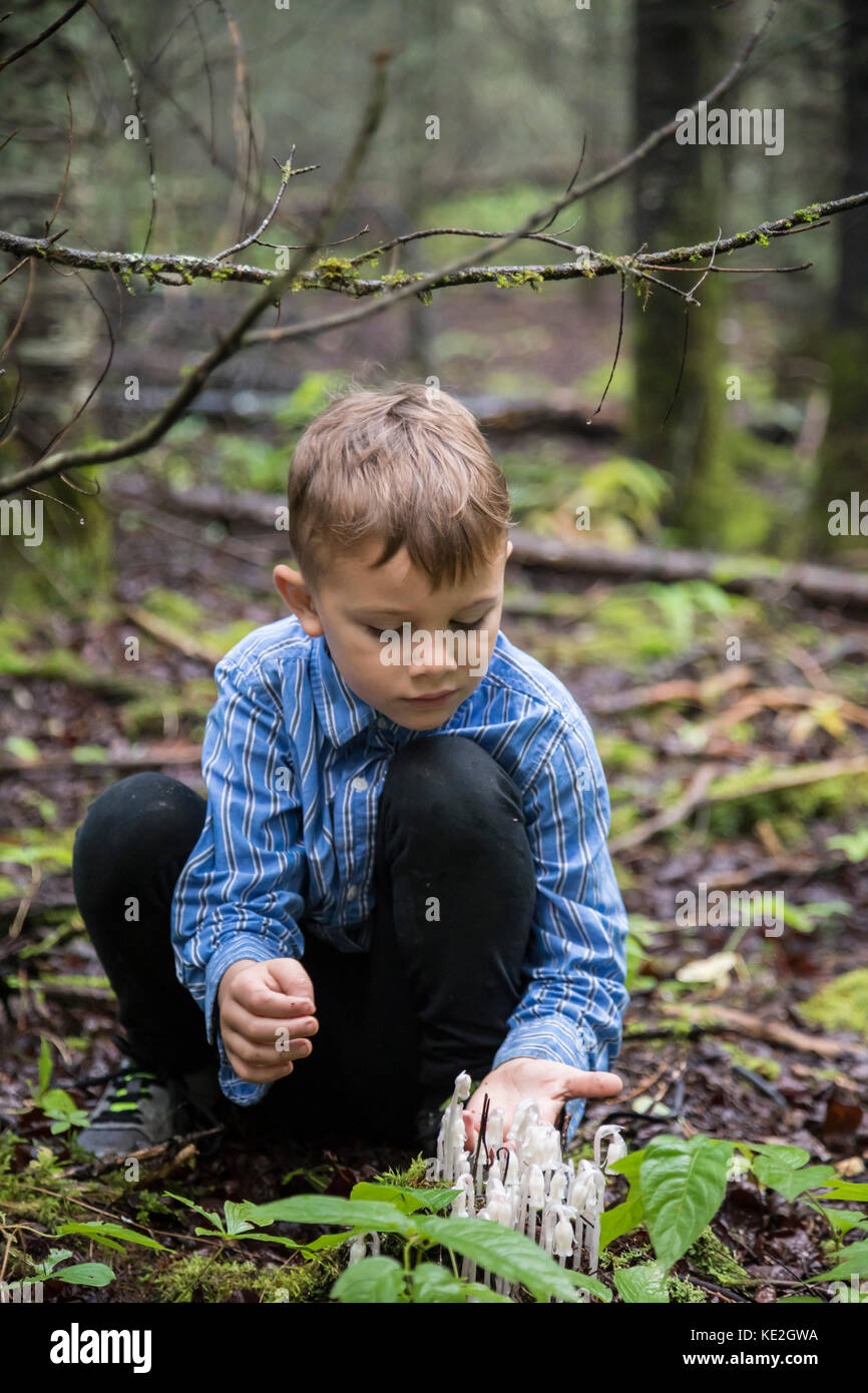 Finland, Minnesota - A boy looks at Indian pipe (Monotropa uniflora) in the northern Minnesota woods. Stock Photo