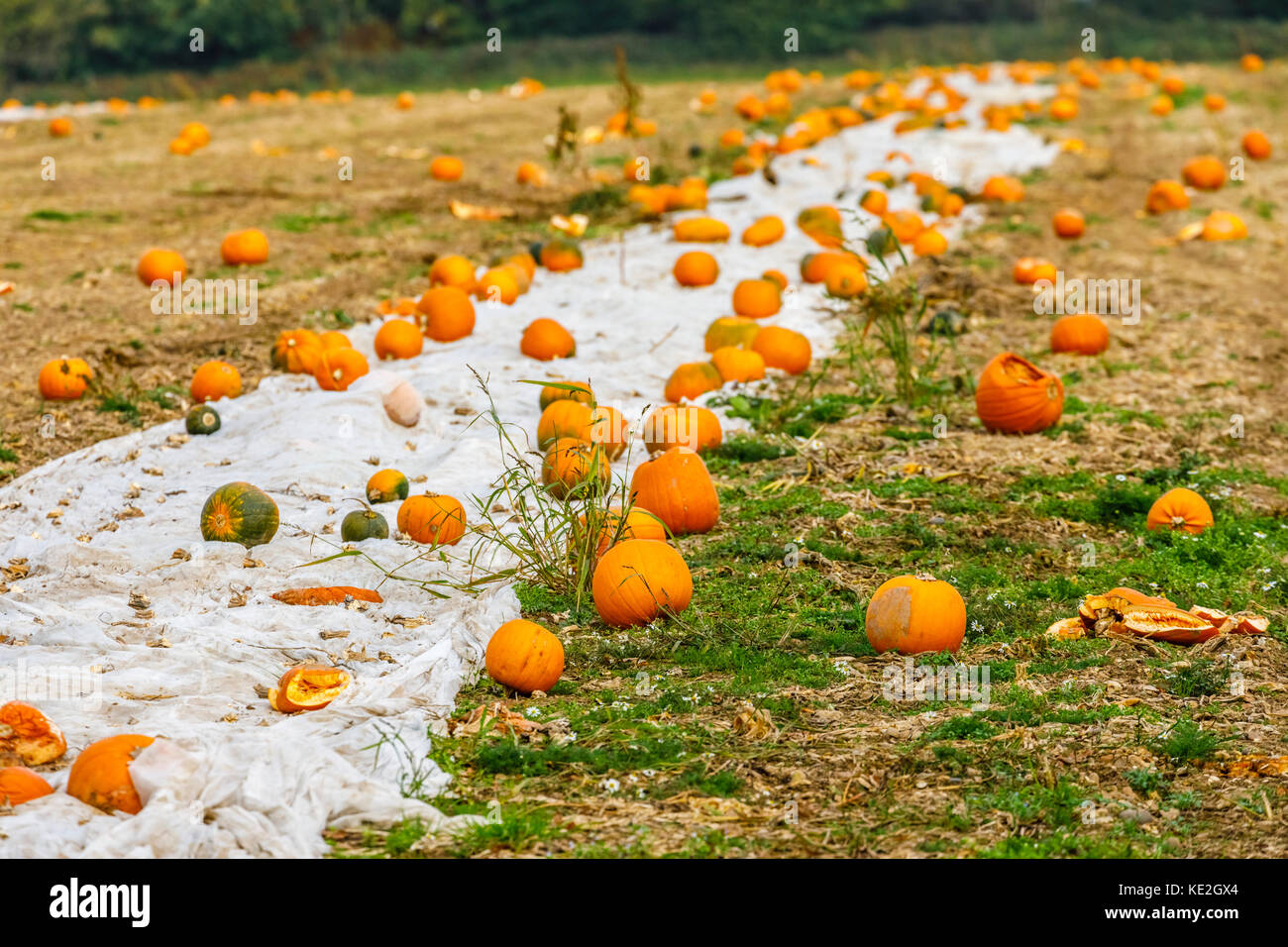Pumpkins ripening on the ground in autumn in an open field on a farm in