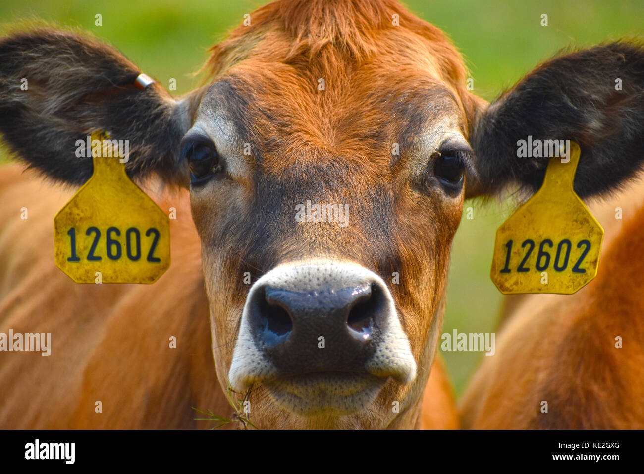 Cow headshot with identification tags in ears Stock Photo