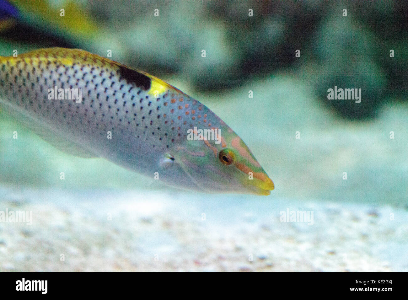 Checkered wrasse Halichoeres hortulanus swims above a coral reef in a marine aquarium Stock Photo