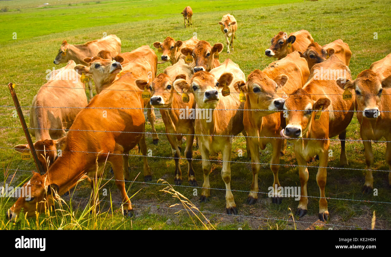 A herd of cows standing behind a barb wire fence. One of the cows is grazing on some grass Stock