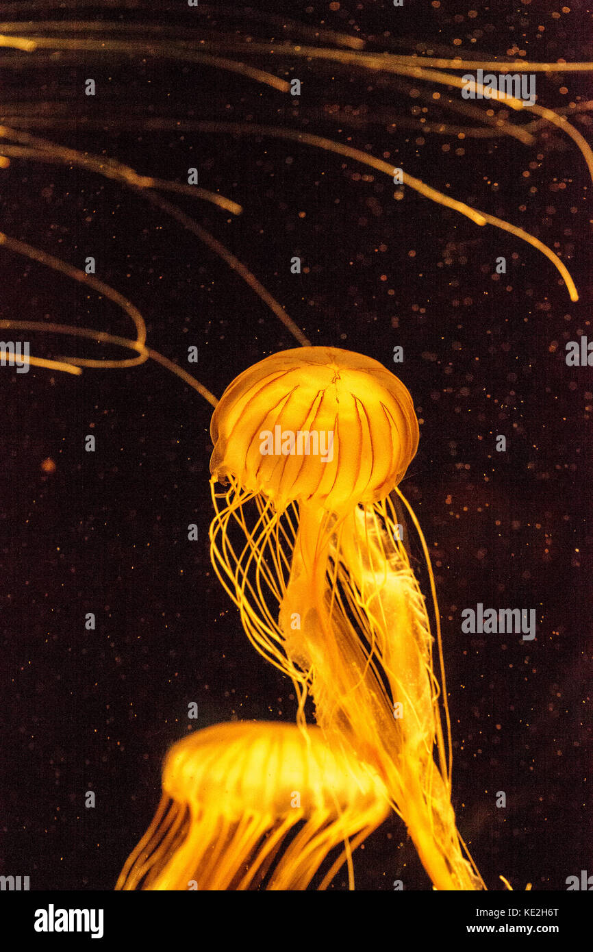 Japanese sea nettle jellyfish Chrysaora pacifica has long tentacles and is found in the Northern Pacific Ocean. Stock Photo