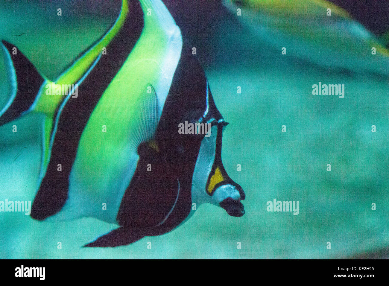 Yellow and black Moorish idol fish Zanclus cornutus swims over a coral reef in the Indo-Pacific. Stock Photo