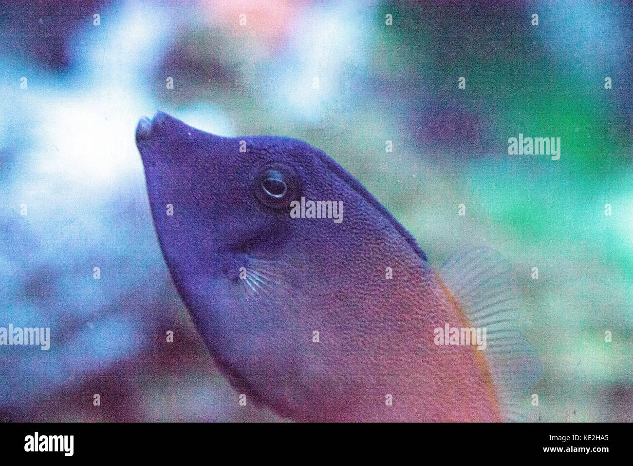 Orangetail filefish Pervagor aspricaudus swims above a coral reef in a marine aquarium Stock Photo