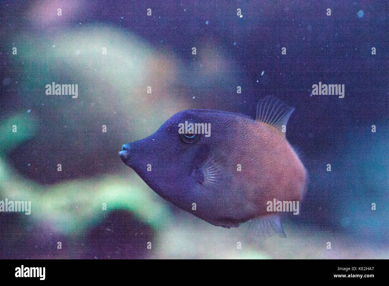 Orangetail filefish Pervagor aspricaudus swims above a coral reef in a marine aquarium Stock Photo