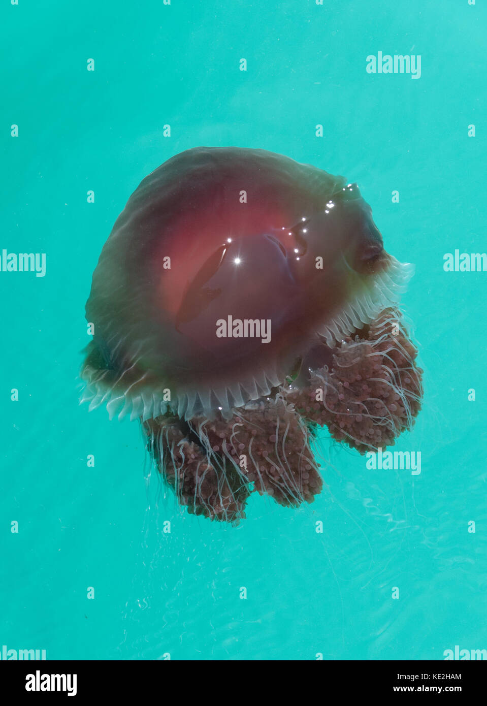 Mastigophora hires stock photography and images Alamy