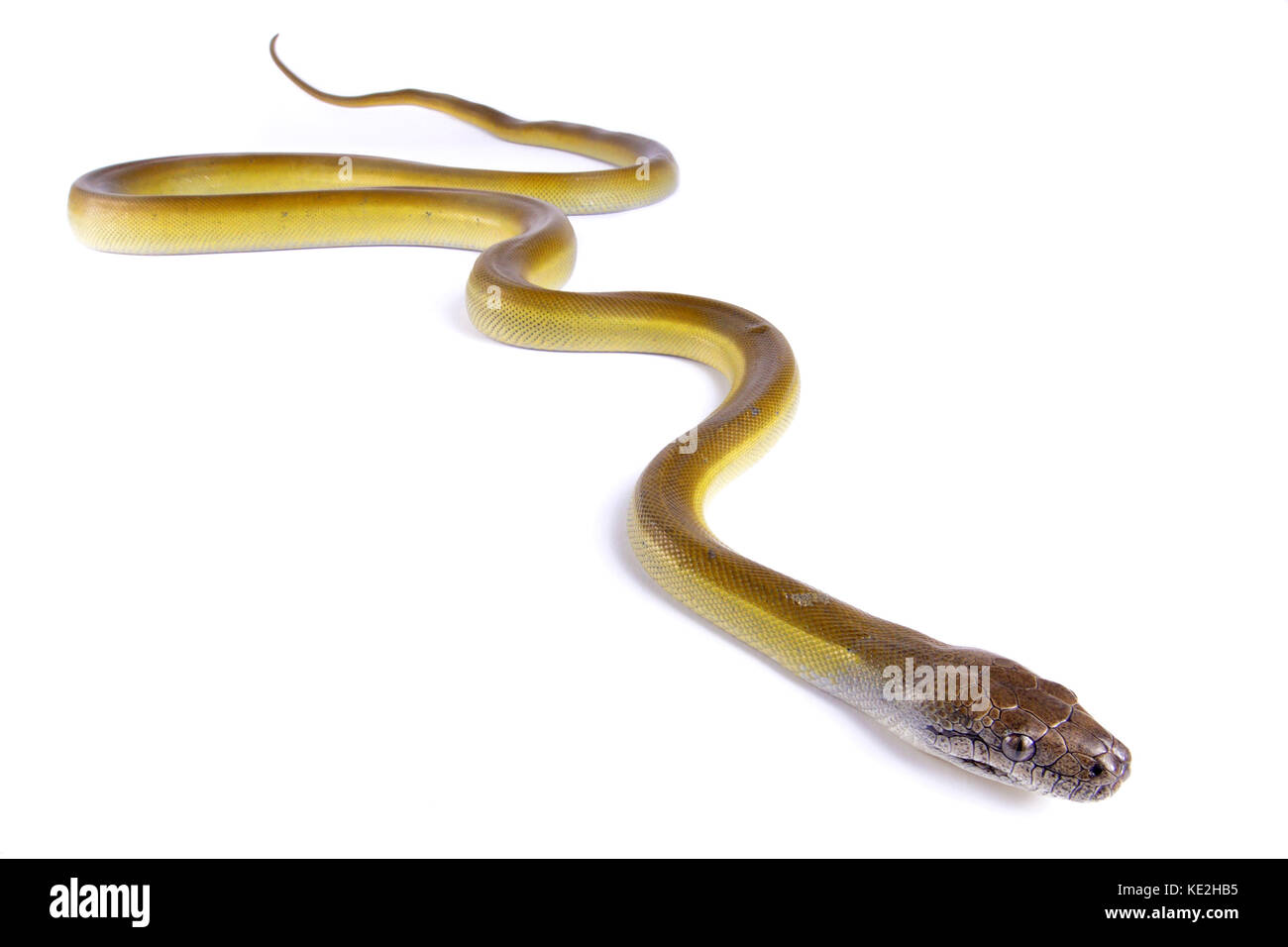 Papuan python, Apodora papuana Stock Photo - Alamy