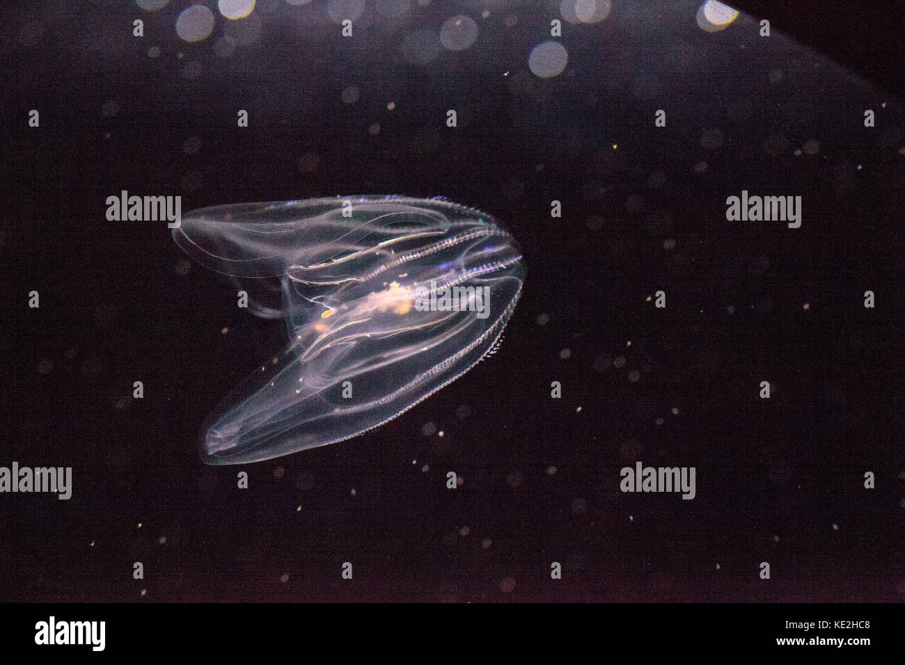 Comb jelly Phylum Ctenophora do not have stinging cells and have a
