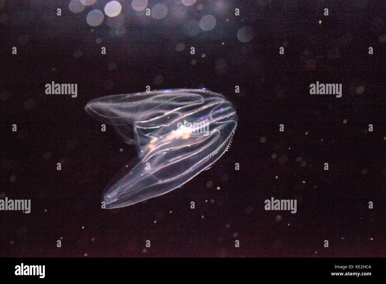 Comb jelly Phylum Ctenophora do not have stinging cells and have a simpler reproductive system