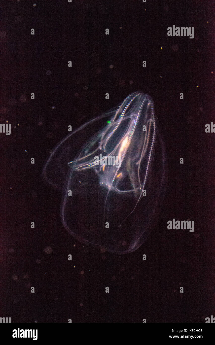 Comb jelly Phylum Ctenophora do not have stinging cells and have a