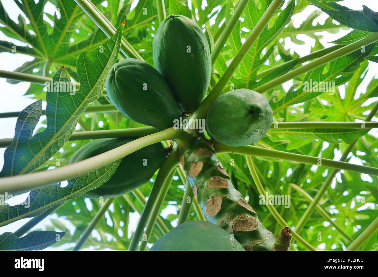 papaya melon tree. Stock Photo