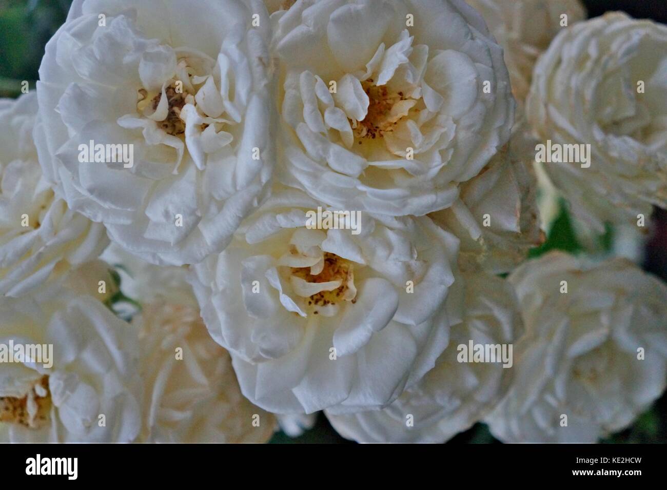 White and little roses. Stock Photo