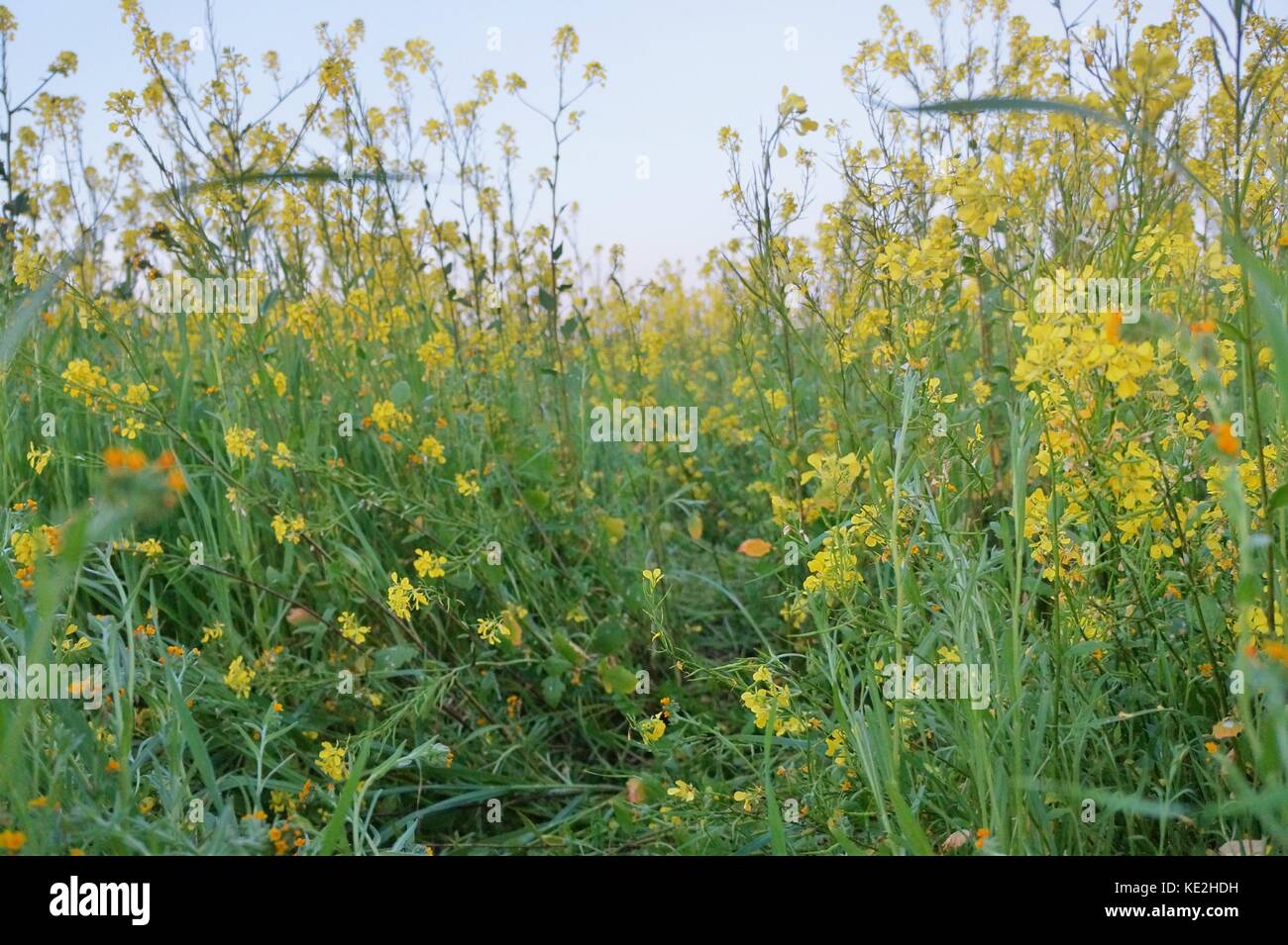 Field of yellow flowers Stock Photo Alamy
