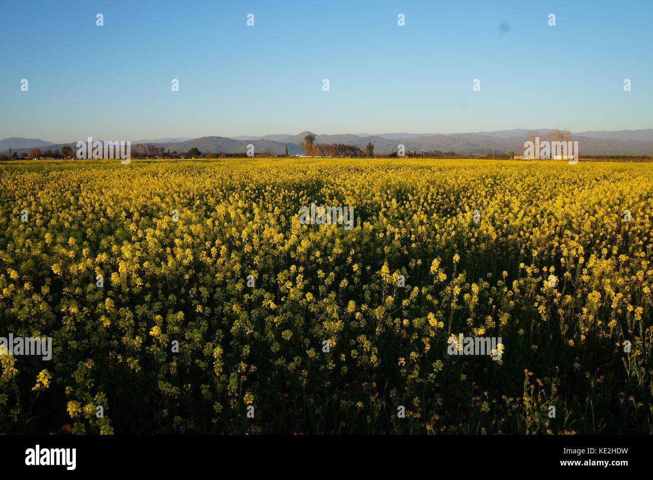 Field of yellow flowers Stock Photo Alamy