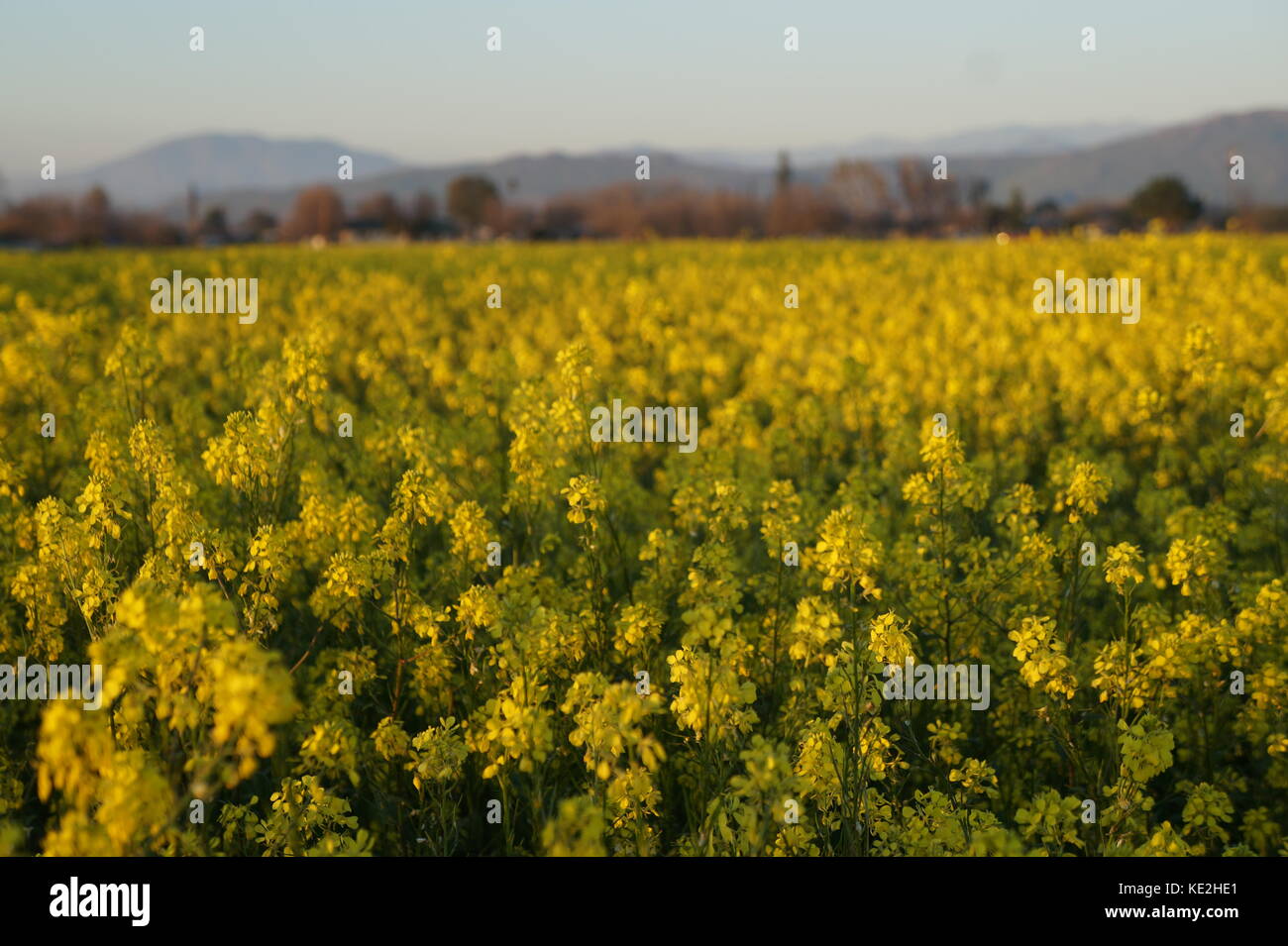 Field of yellow flowers Stock Photo Alamy