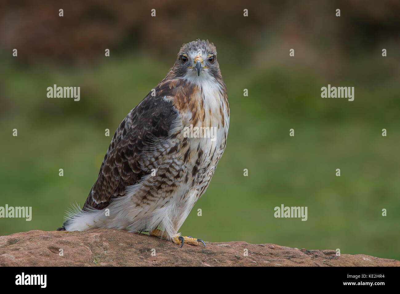 Full length photograph of a red tailed hawk on a rock staring straight forward at the viewer Stock Photo
