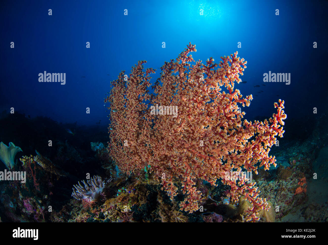 Soft coral in the reef at Komodo, Indonesia. Stock Photo