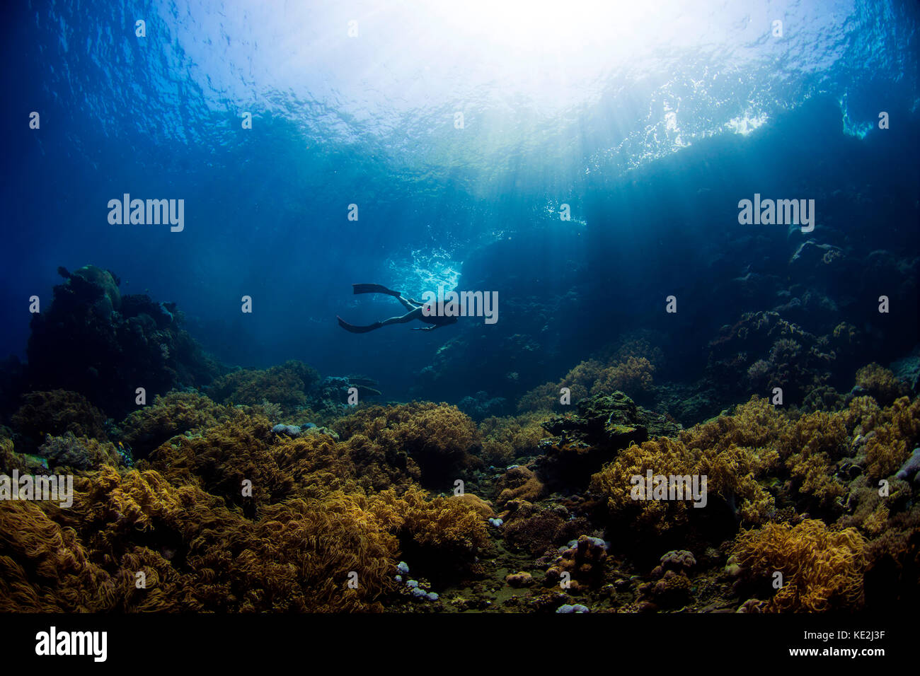 Free diver exploring the shallow reefs of the Banda Sea, Indonesia