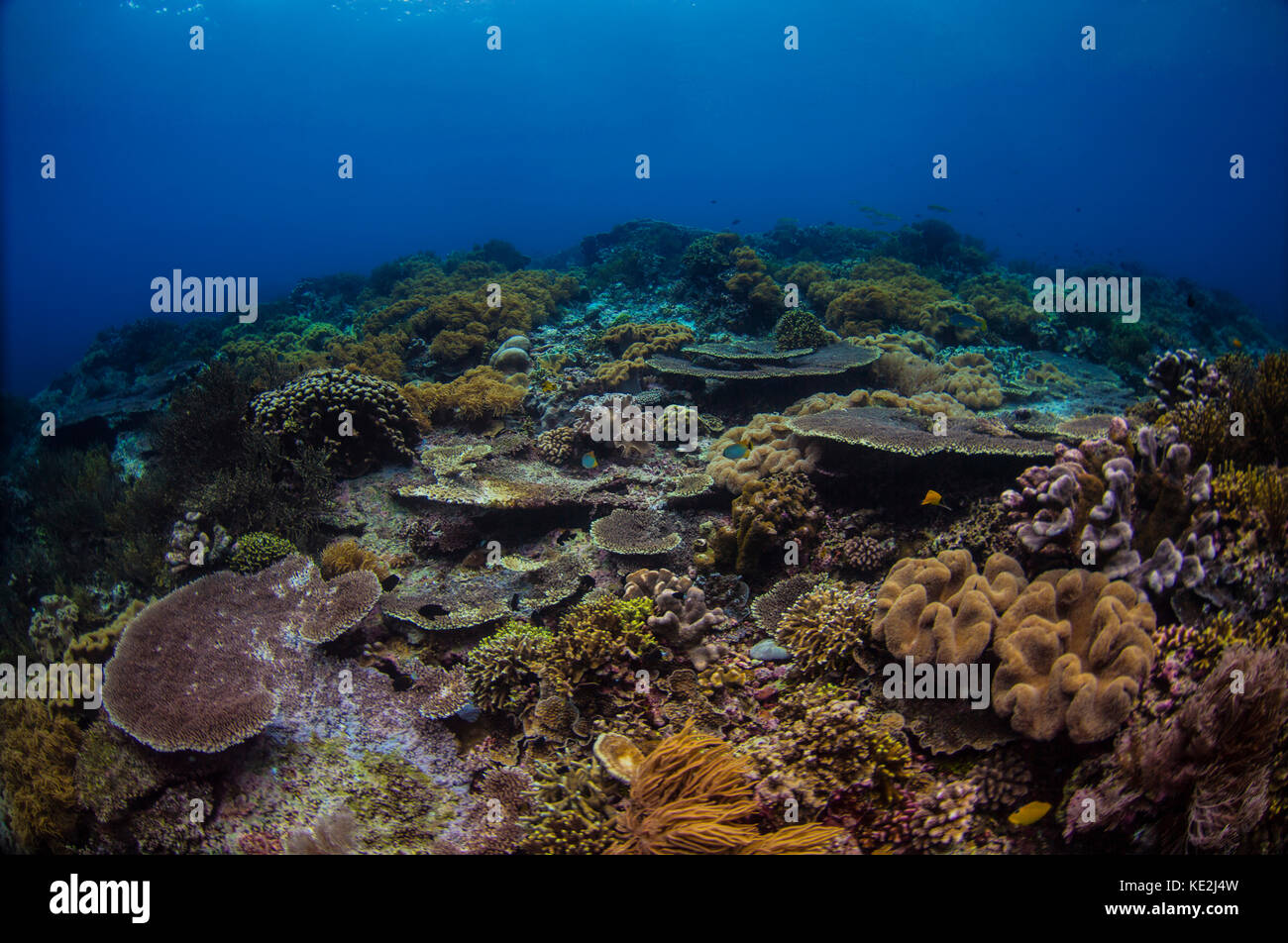 Reefscape in the Banda Sea, Indonesia Stock Photo Alamy