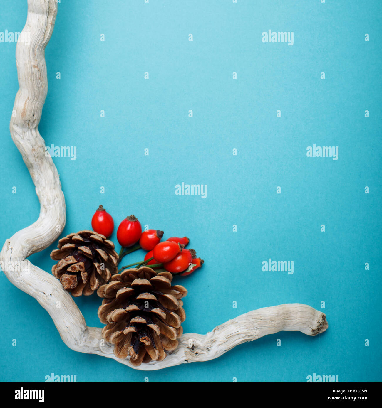 Autumn leaves and pine cones on a blue background. Autumn background ...