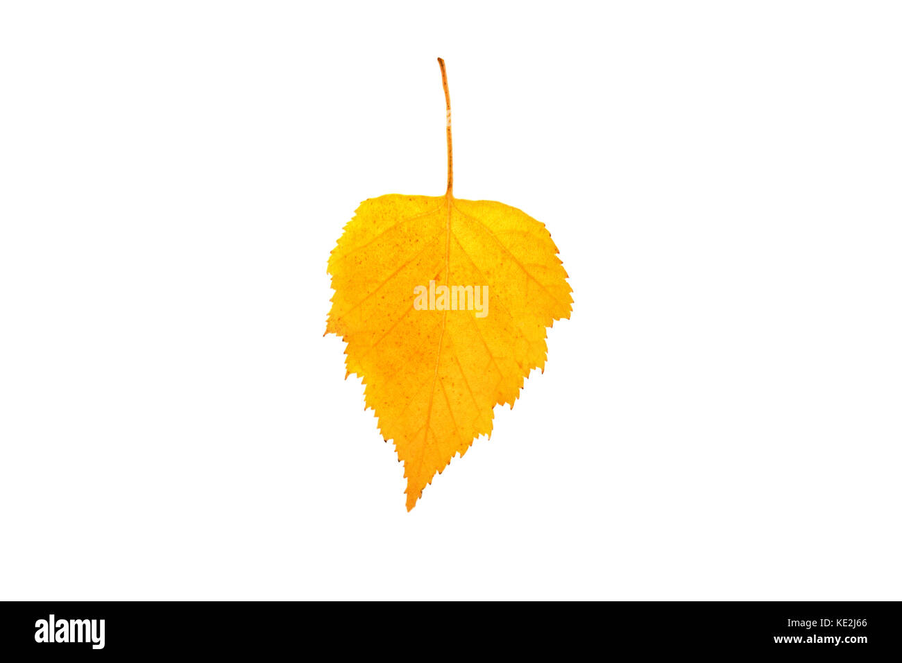 Autumn birch leaves on a white background. An isolated object. Stock Photo