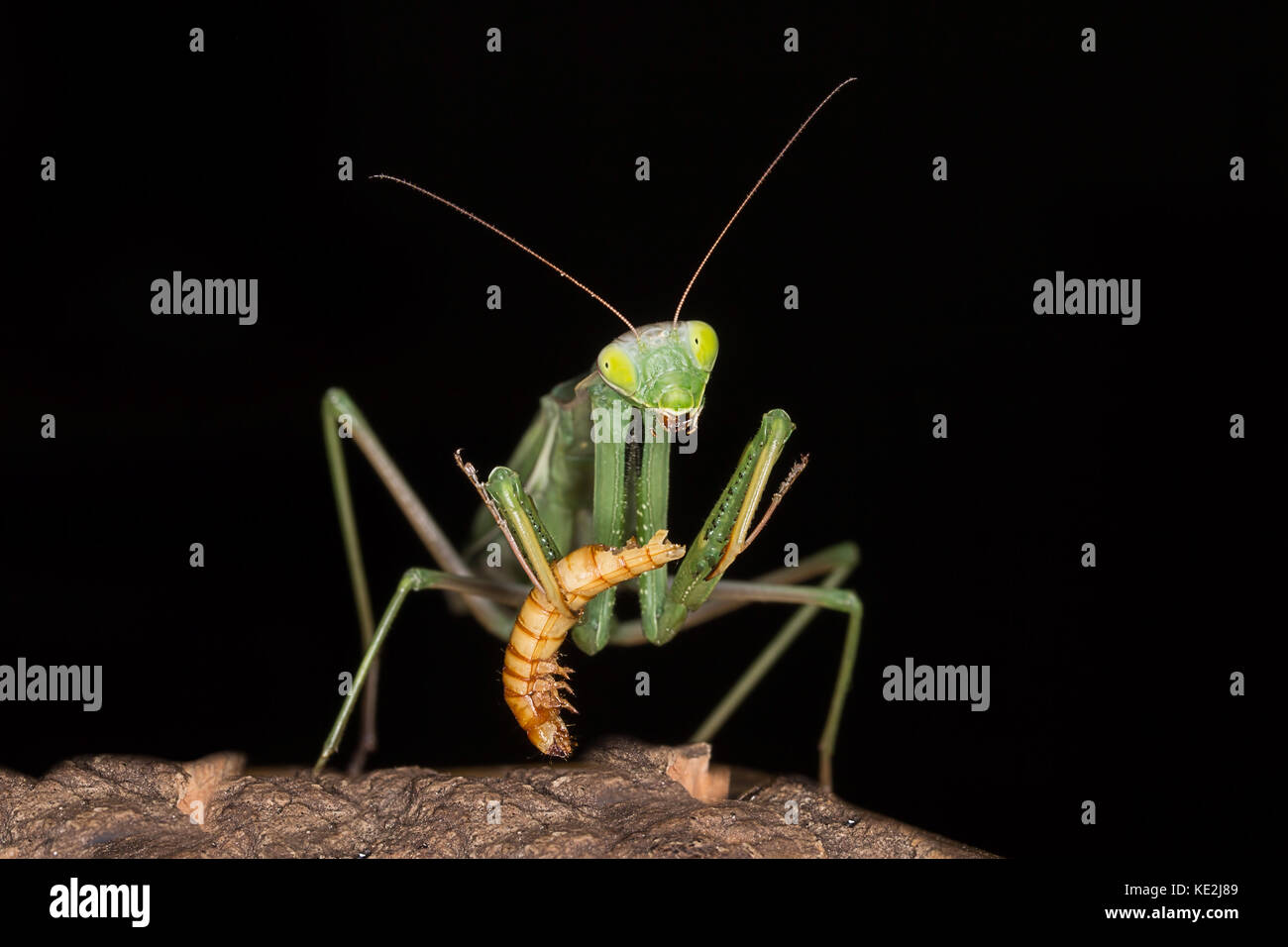 Praying mantis feeding hi-res stock photography and images - Alamy