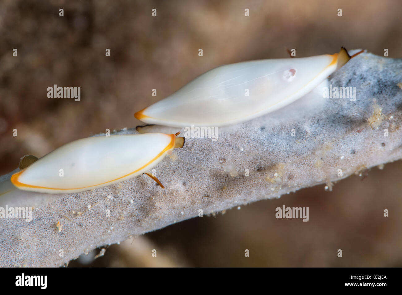 Spindle cowries in North Sulawesi, Indonesia. Stock Photo