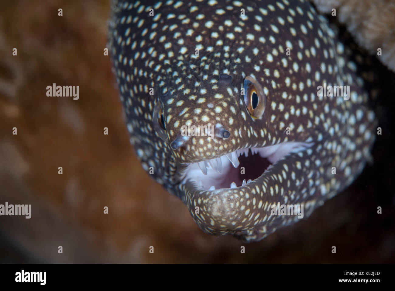 Whitemouth moray in North Sulawesi, Indonesia. Stock Photo