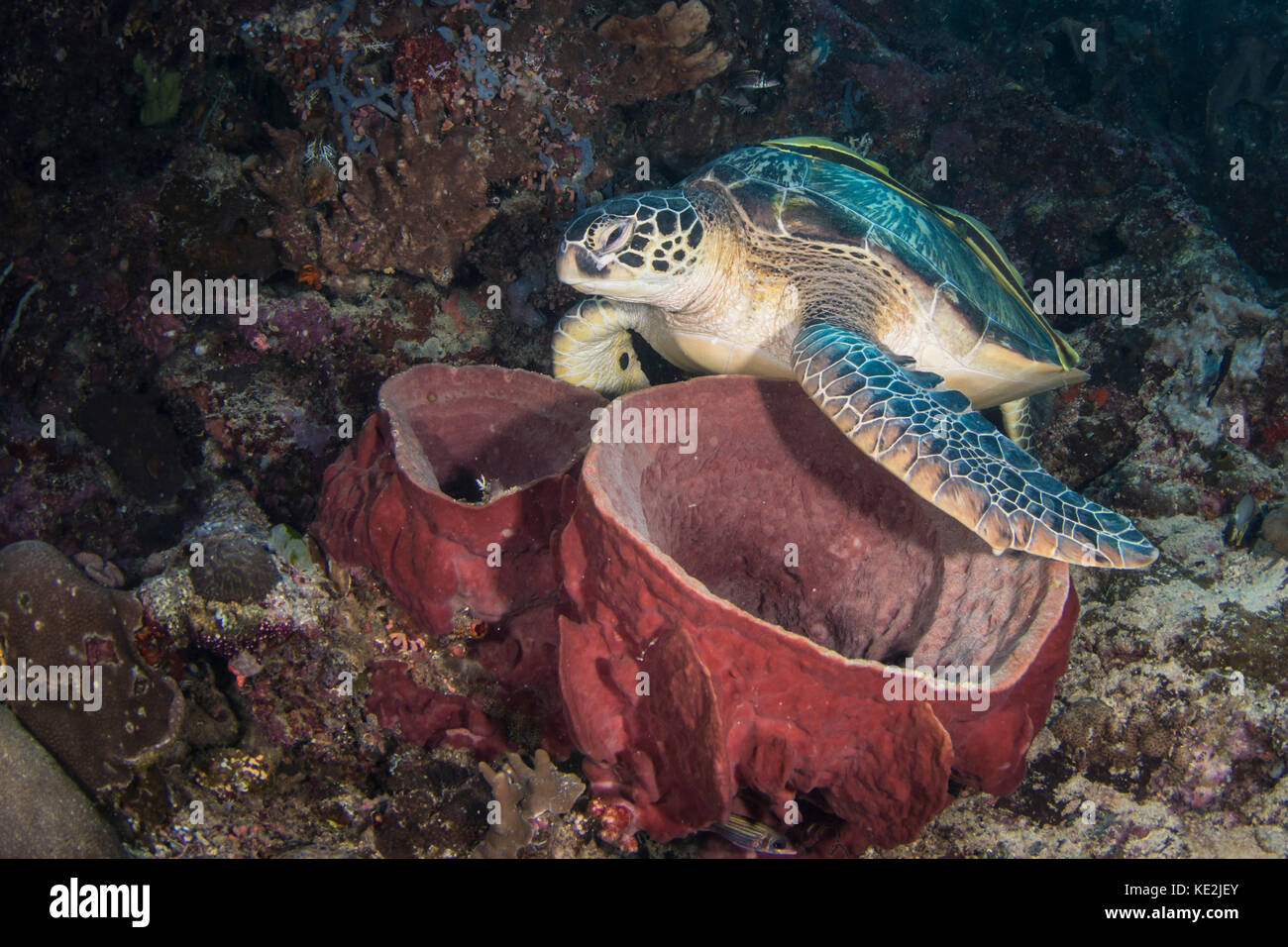 Green sea turtle on a barrel sponge in North Sulawesi, Indonesia. Stock Photo