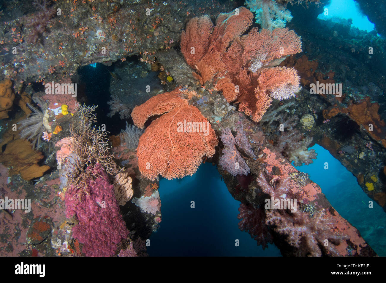 Sea fans, coral, and sponge growith on the USS Liberty Wreck off Tulamben on the island of Bali, Indonesia. Stock Photo