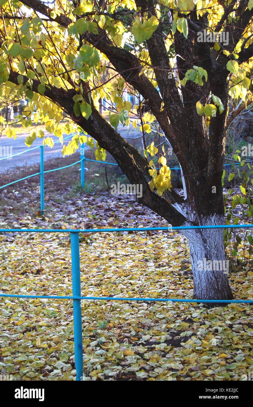 Autumn apricot tree and golden fallen leaves at a rural dooryard