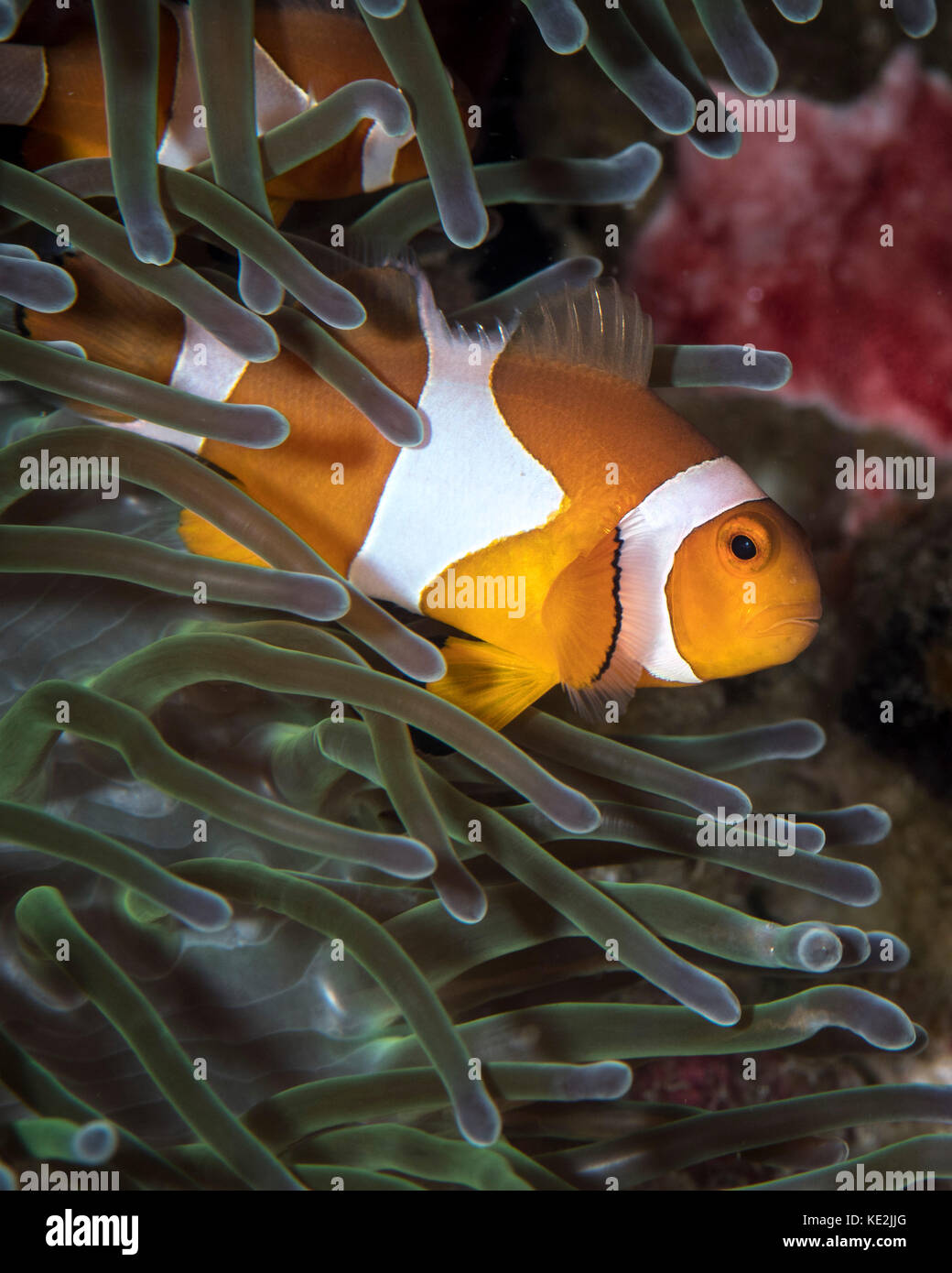 False clownfish in an anemone in North Sulawesi, Indonesia Stock Photo ...