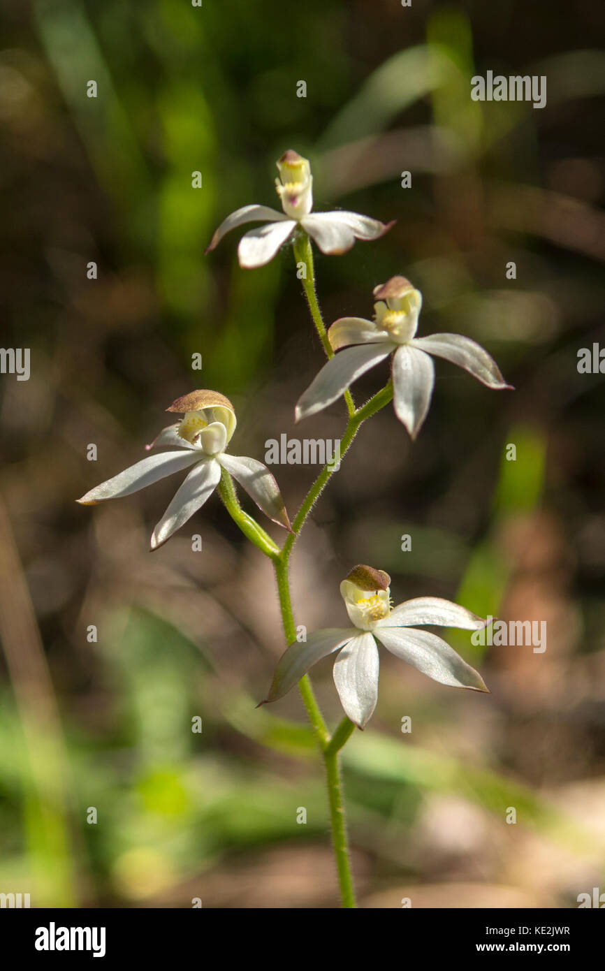 Caladenia gracilis, Musky Caladenia in Baluk Willam Flora Reserve, Belgrave South, Victoria, Australia Stock Photo
