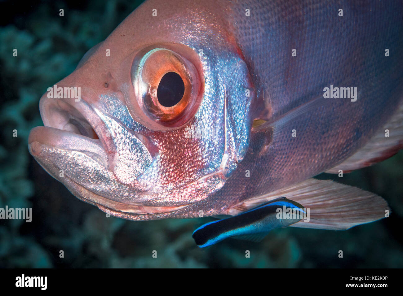 Soldierfish being cleaned by a cleaner wrasse, Komodo National Park, Indonesia. Stock Photo