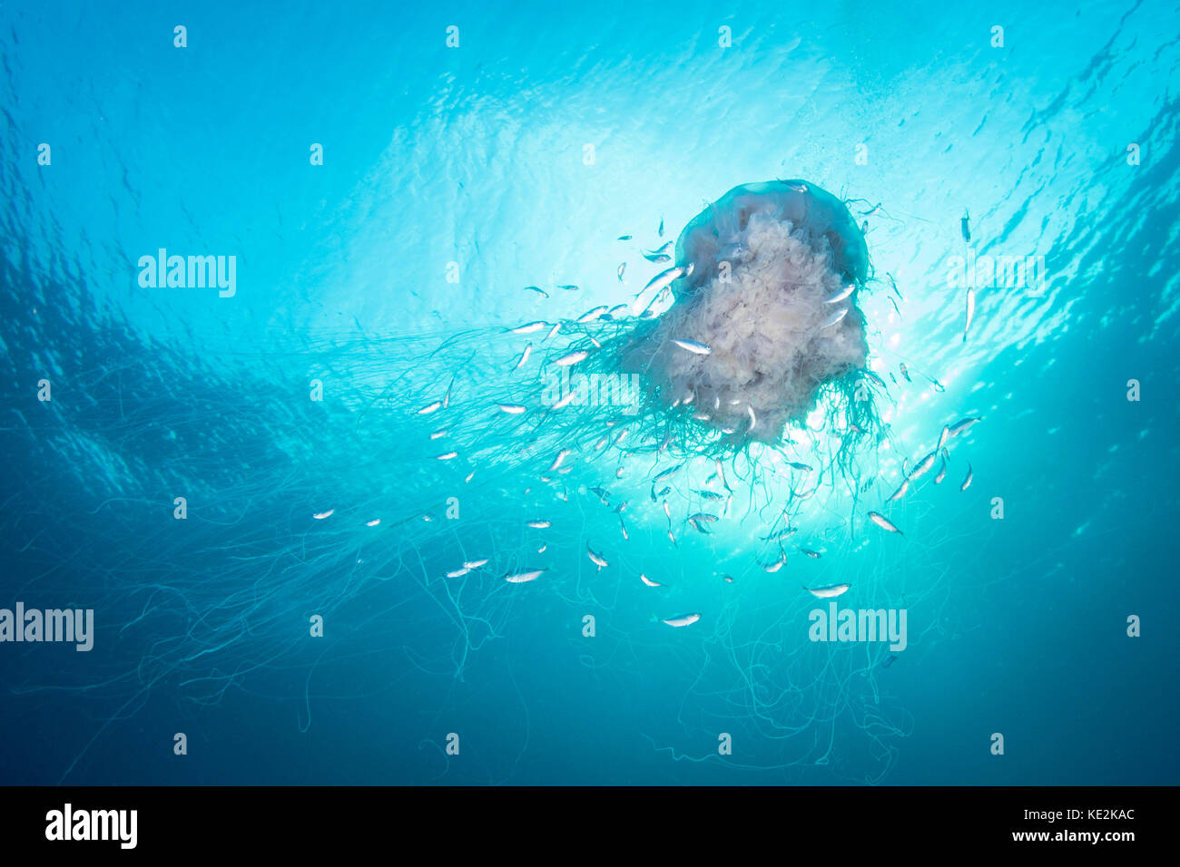 Lion's mane jellyfish in the Maldives. Stock Photo
