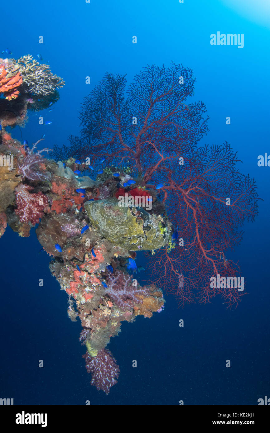 Coral growth on a davit on the Momokawa Marul shipwreck, Truk Lagoon, Micronesia. Stock Photo