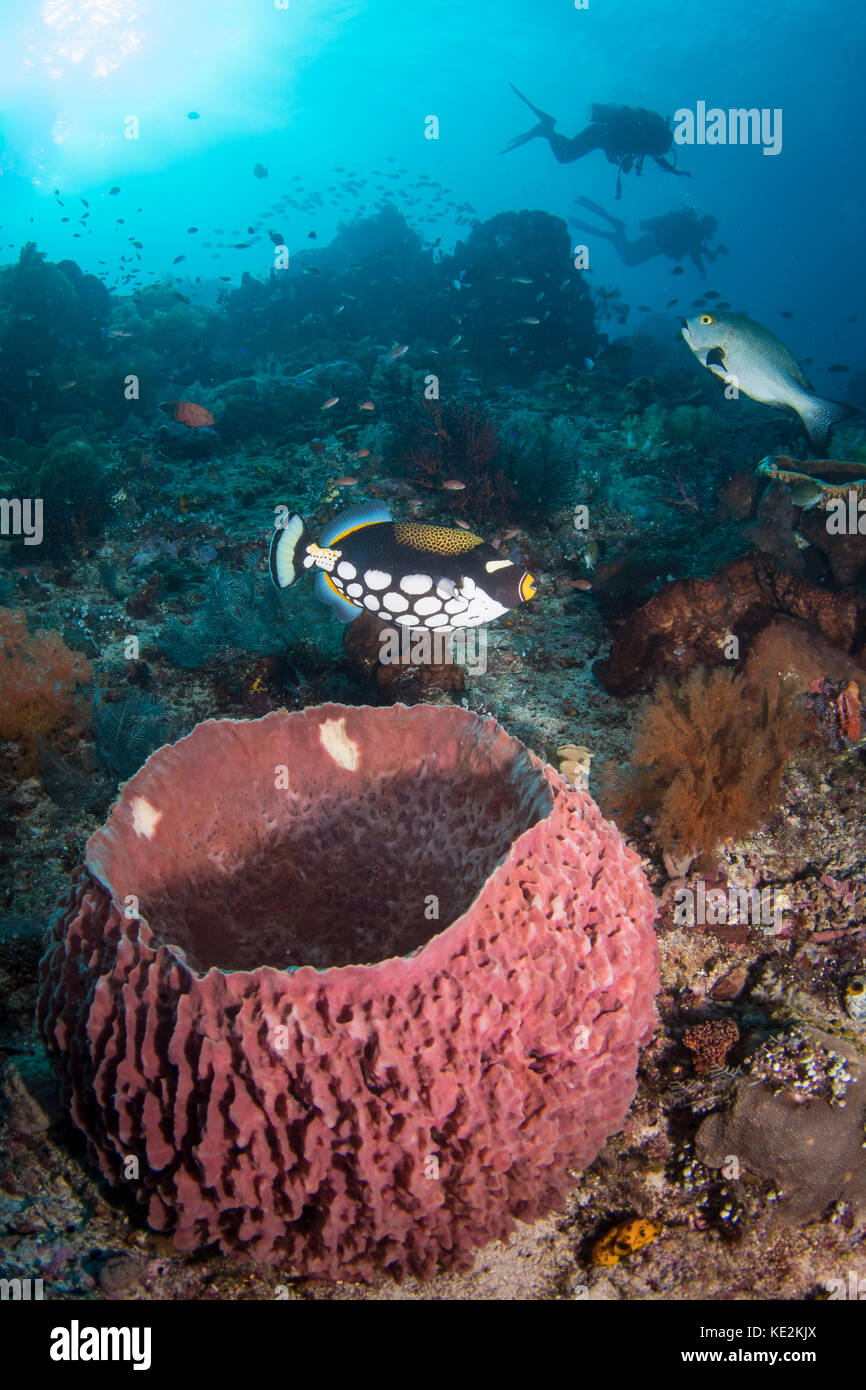 A clown triggerfish near a spawning barrel sponge, Indonesia. Stock Photo